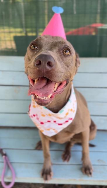 Hidey, a Adoptable mixed breed in New Braunfels, TX image 2/6