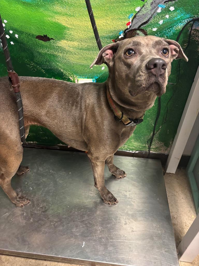 Enlarge Hidey, a Adoptable mixed breed in New Braunfels, TX image 2/6