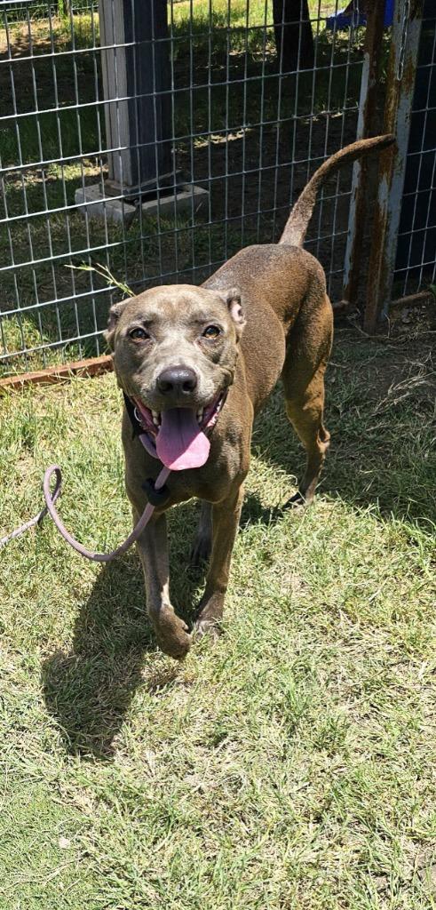 Enlarge Hidey, a Adoptable mixed breed in New Braunfels, TX image 3/6