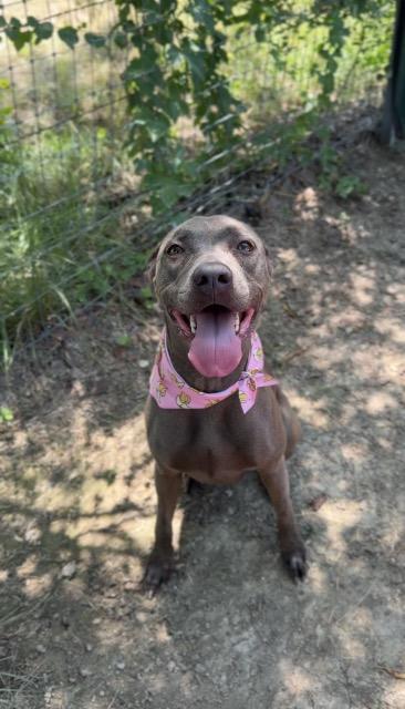 Enlarge Hidey, a Adoptable mixed breed in New Braunfels, TX image 4/6