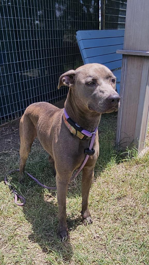 Enlarge Hidey, a Adoptable mixed breed in New Braunfels, TX image 5/6