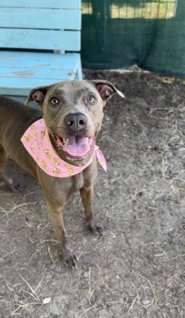 Hidey, a Adoptable mixed breed in New Braunfels, TX image 5/6