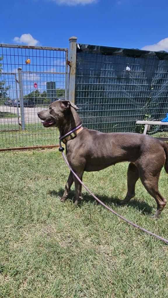 Enlarge Hidey, a Adoptable mixed breed in New Braunfels, TX image 6/6
