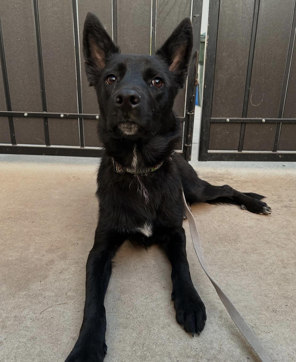 Enlarge Kabob, a ADOPTABLE mixed breed in Phoenix, AZ image 2/2
