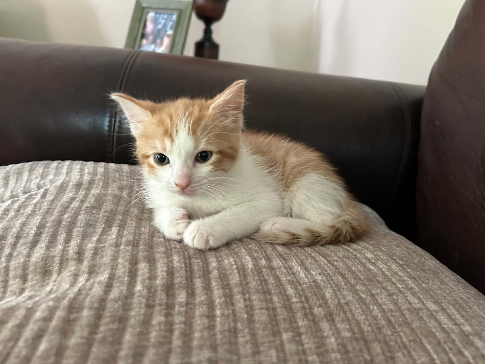 Benny, ADOPTABLE, Kitten Male Domestic Short Hair.