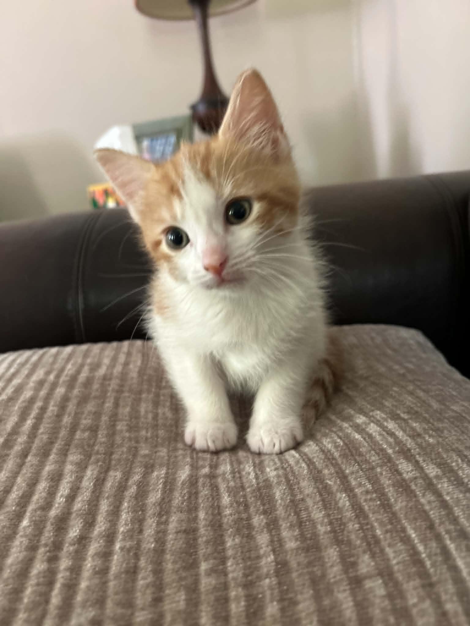 Benny, a ADOPTABLE Domestic Short Hair in Wading River, NY image 2/4
