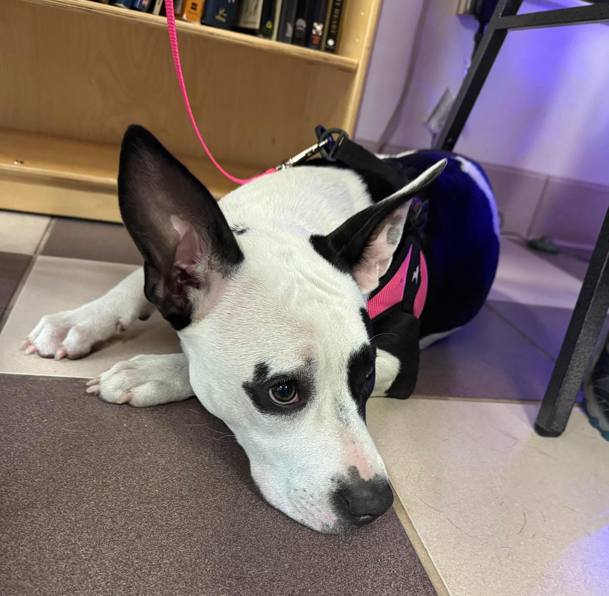 Enlarge Oreo, an adopted mixed breed in Palm Coast, FL image 2/5