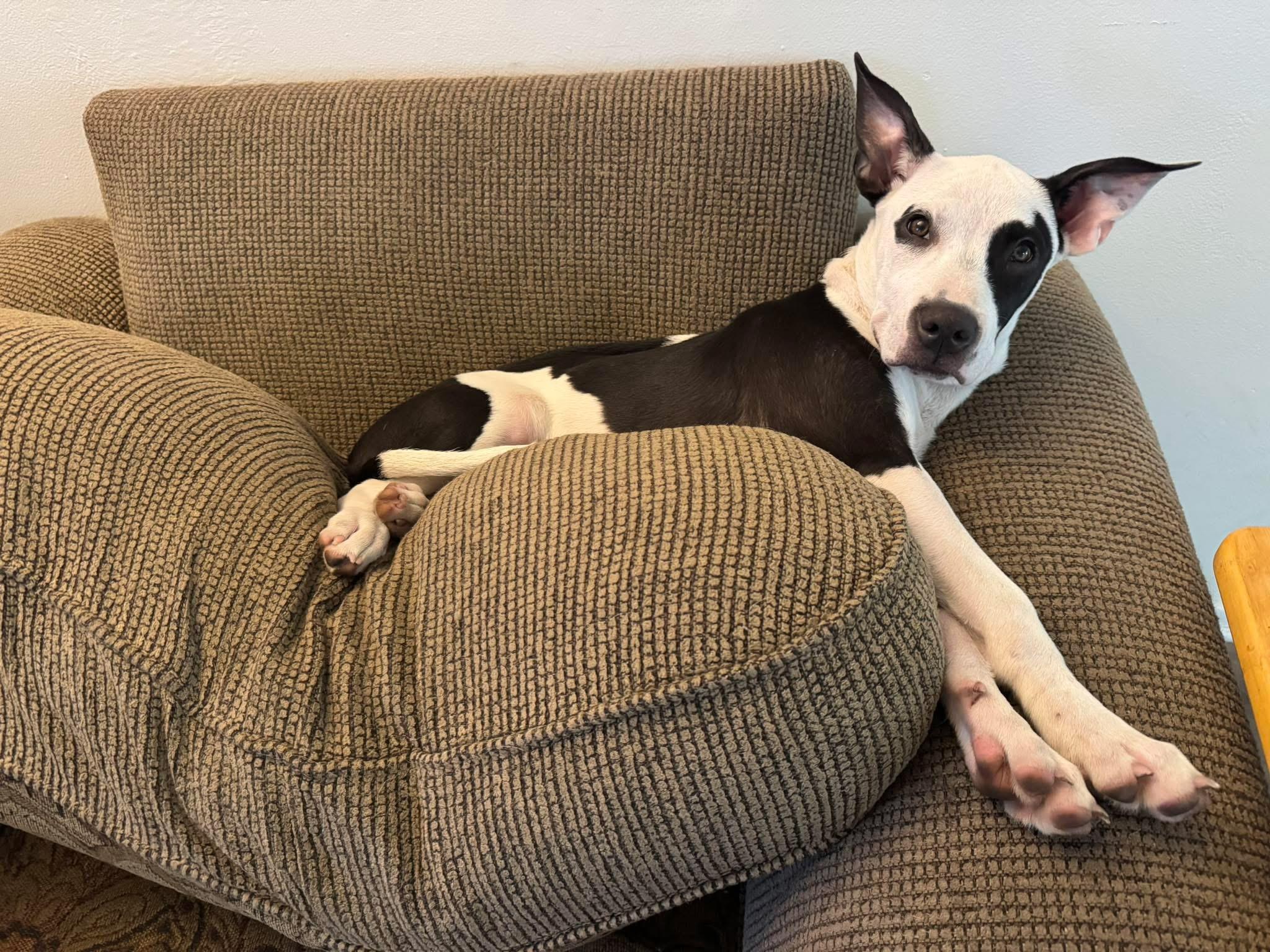 Enlarge Oreo, an adopted mixed breed in Palm Coast, FL image 1/5