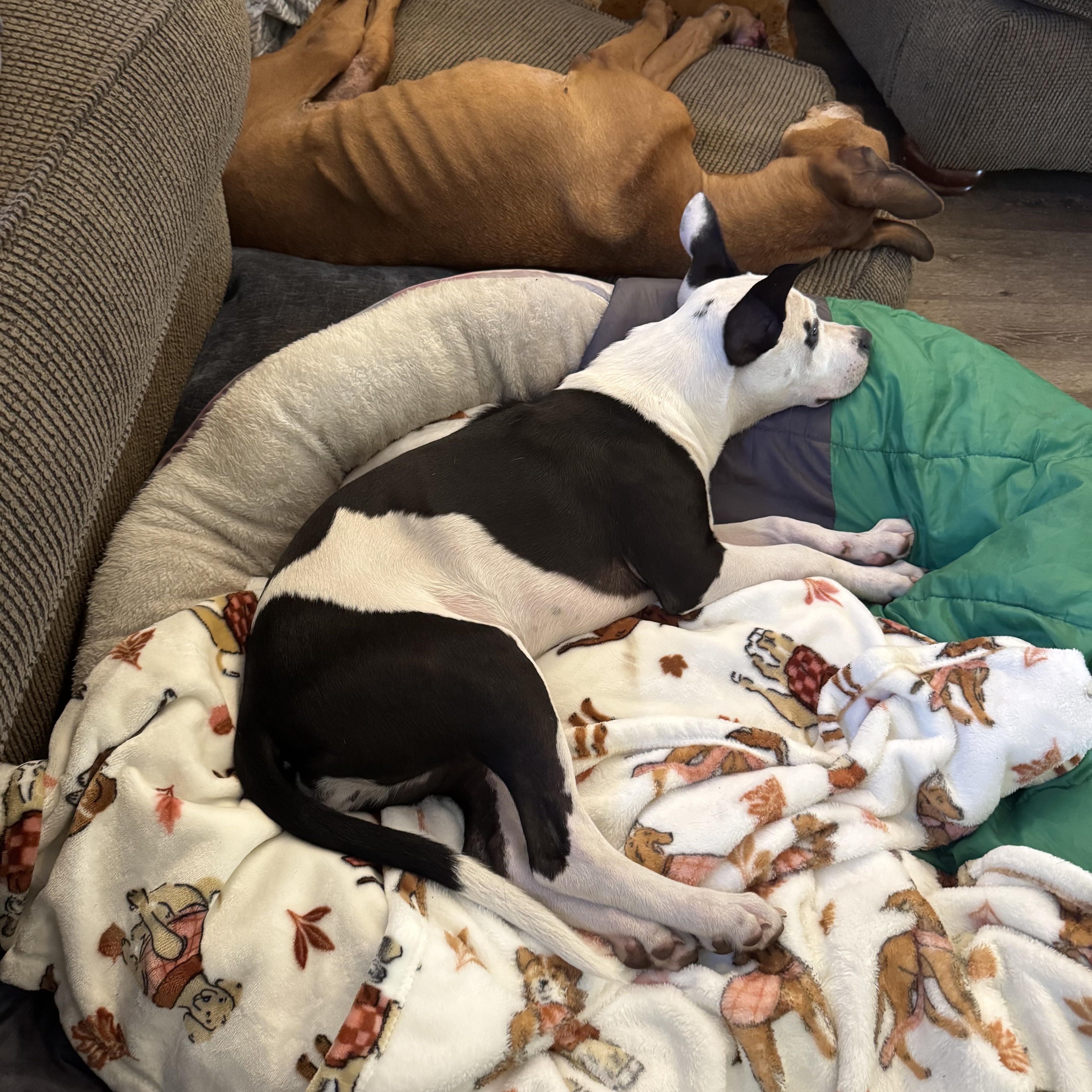 Enlarge Oreo, an adopted mixed breed in Palm Coast, FL image 3/5