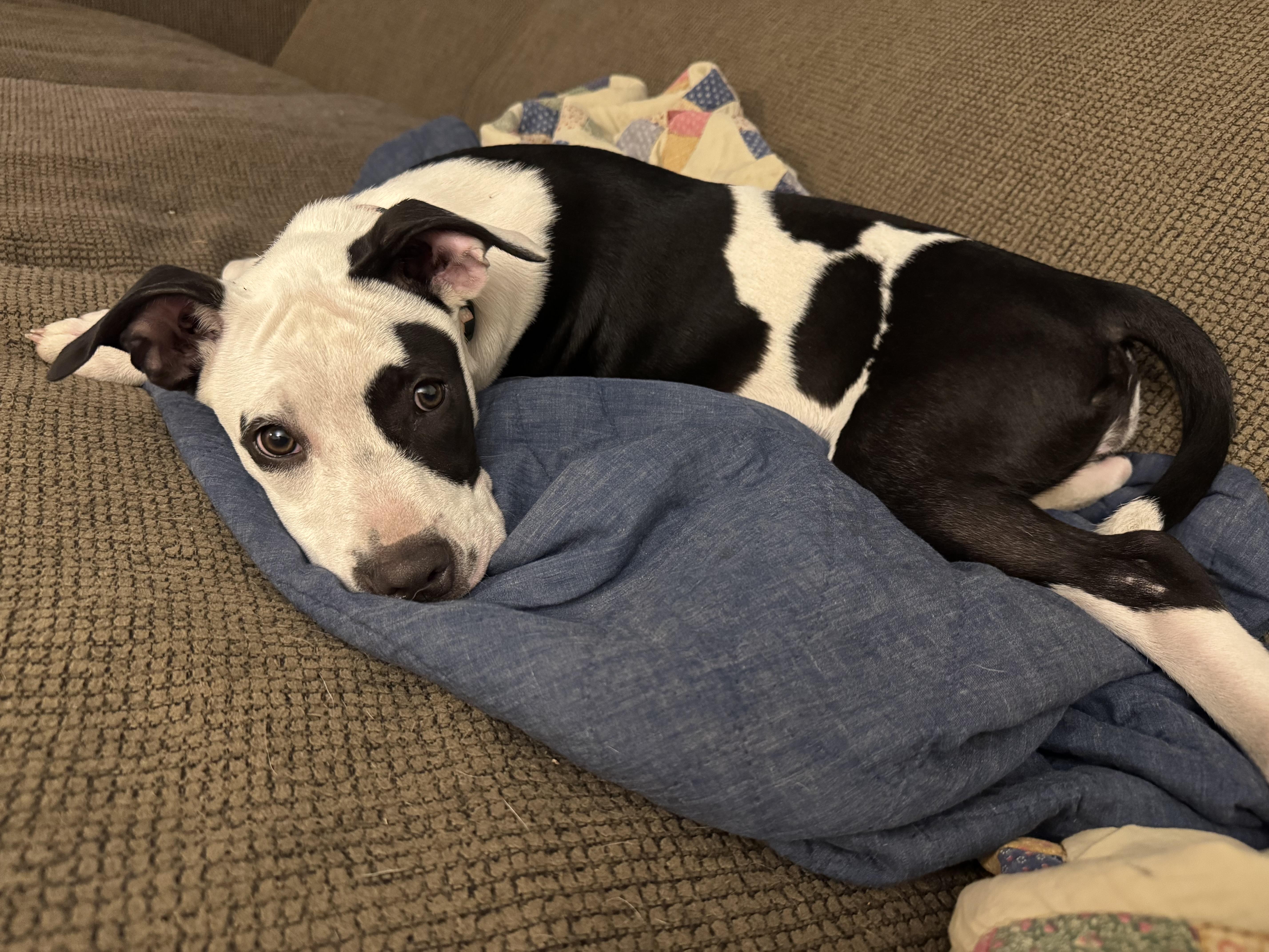 Enlarge Oreo, an adopted mixed breed in Palm Coast, FL image 4/5