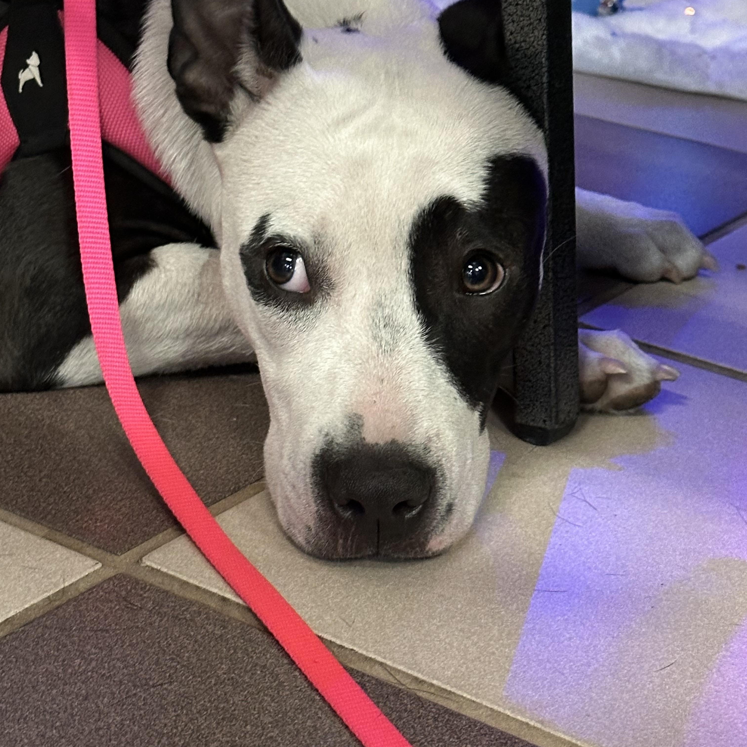 Enlarge Oreo, an adopted mixed breed in Palm Coast, FL image 5/5