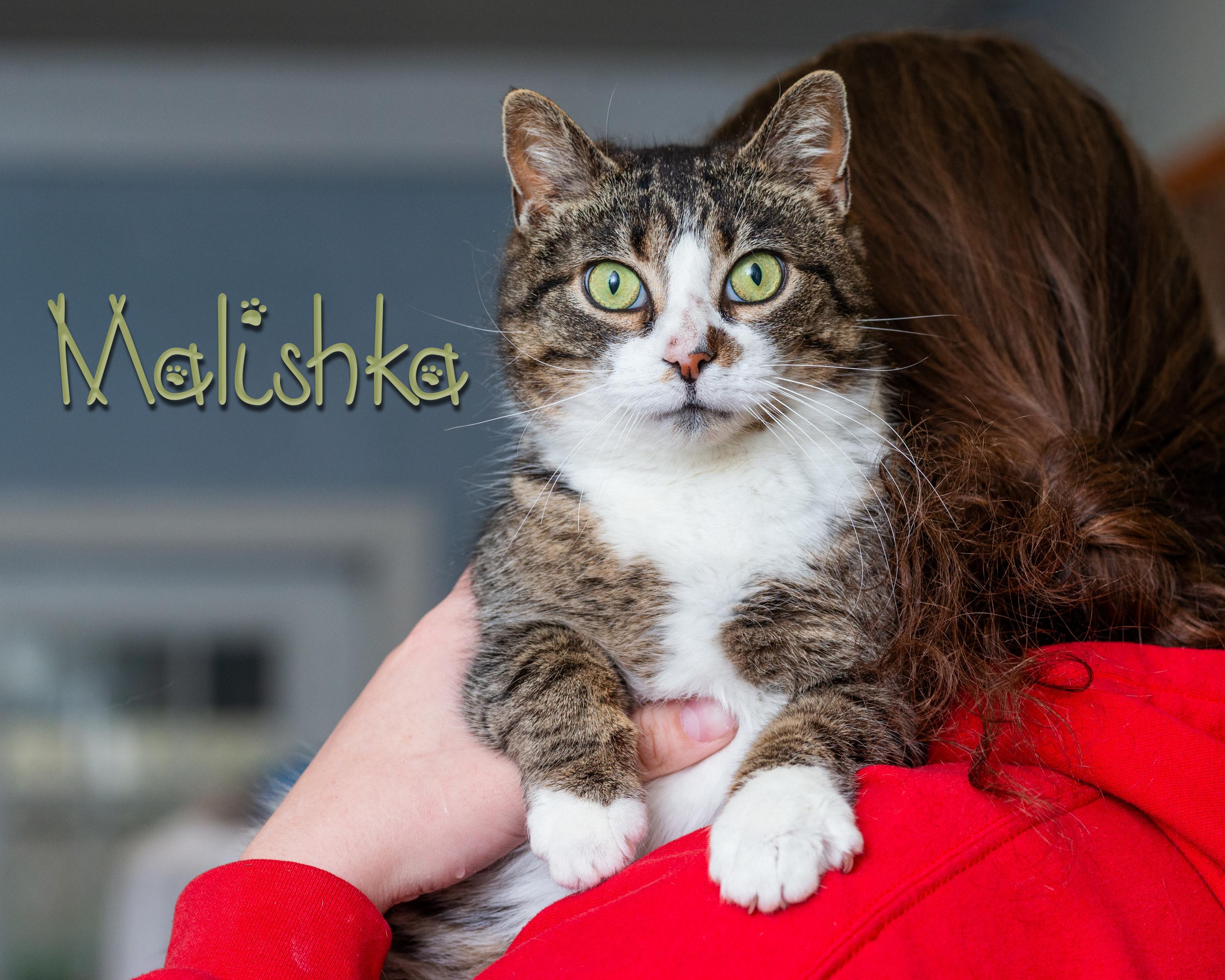 Malishka, Adult Female Domestic Short Hair