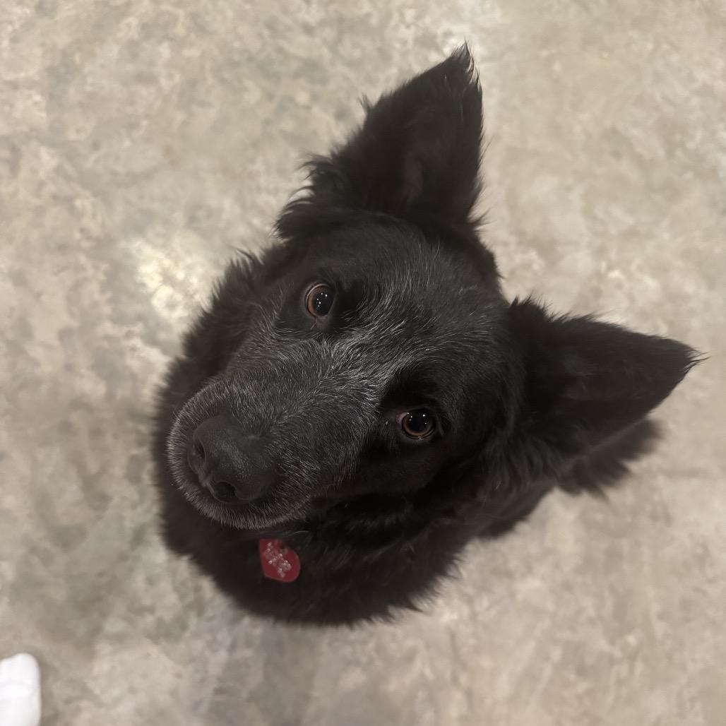 Enlarge Brandon, a Adoptable mixed breed in Tacoma, WA image 1/1