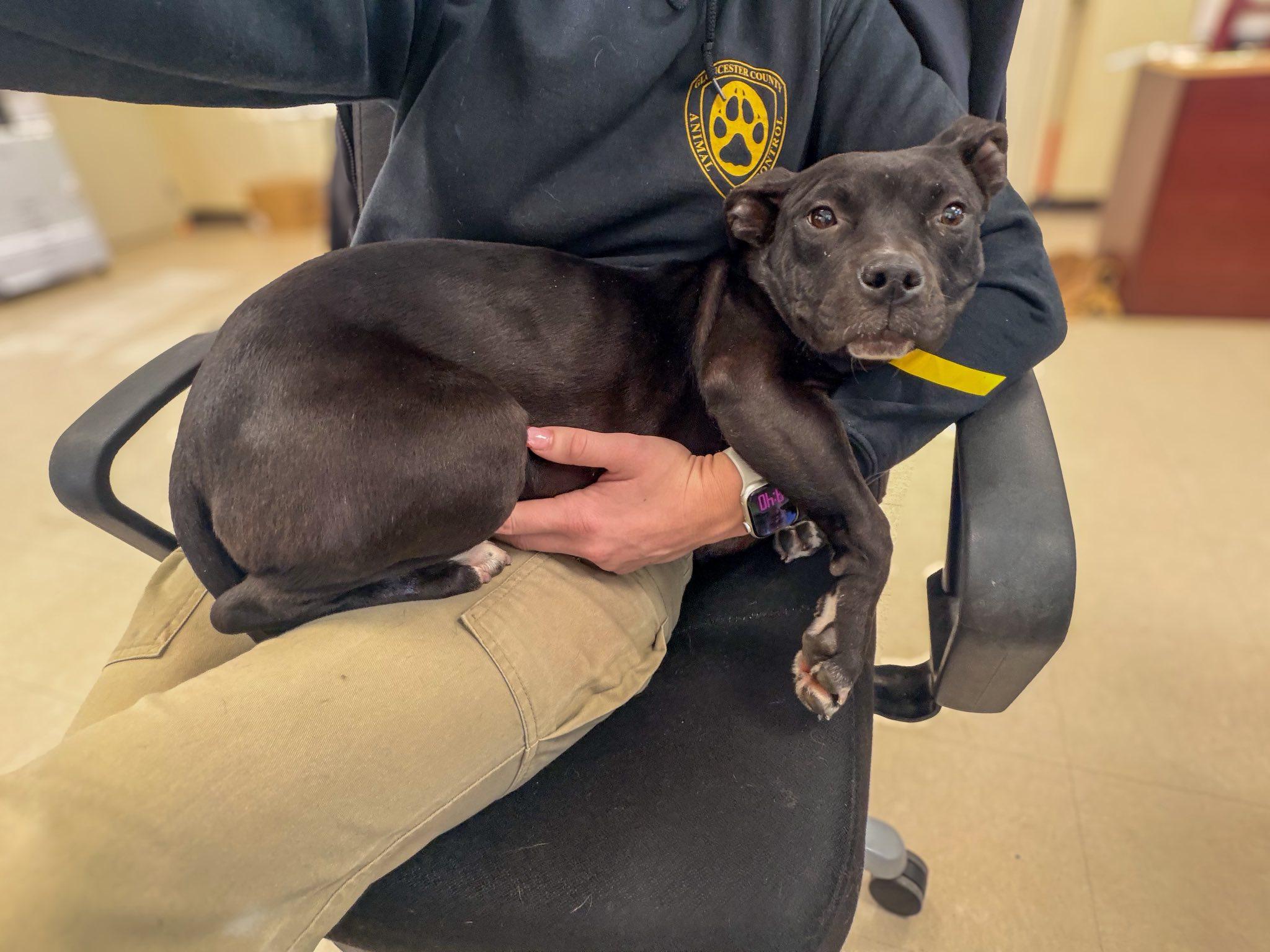 Enlarge Noel , a ADOPTABLE Pit Bull Terrier in Clayton, NJ image 1/1