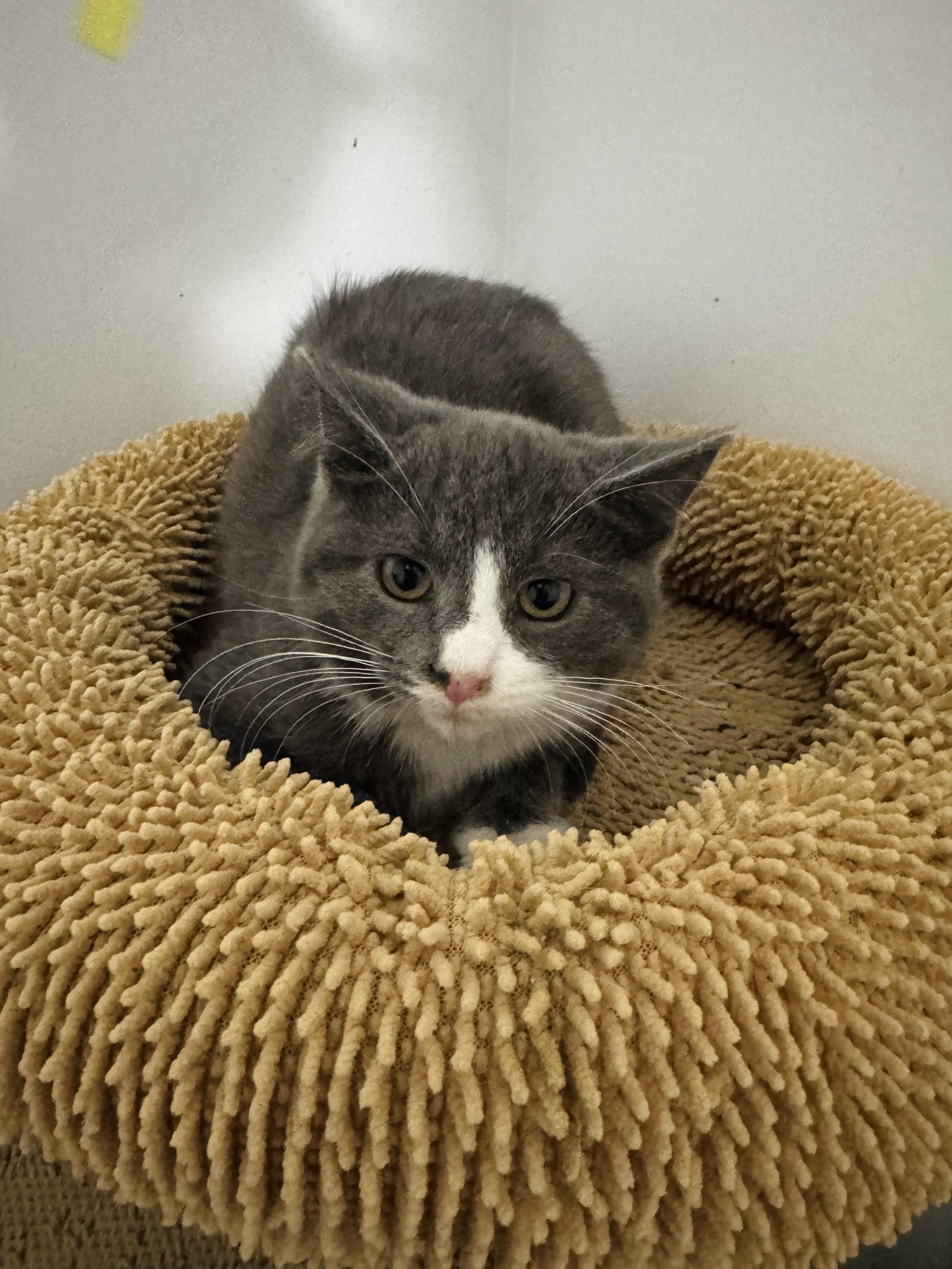 Enlarge Shadow, an adoptable American Shorthair in Wadsworth, IL image 2/5