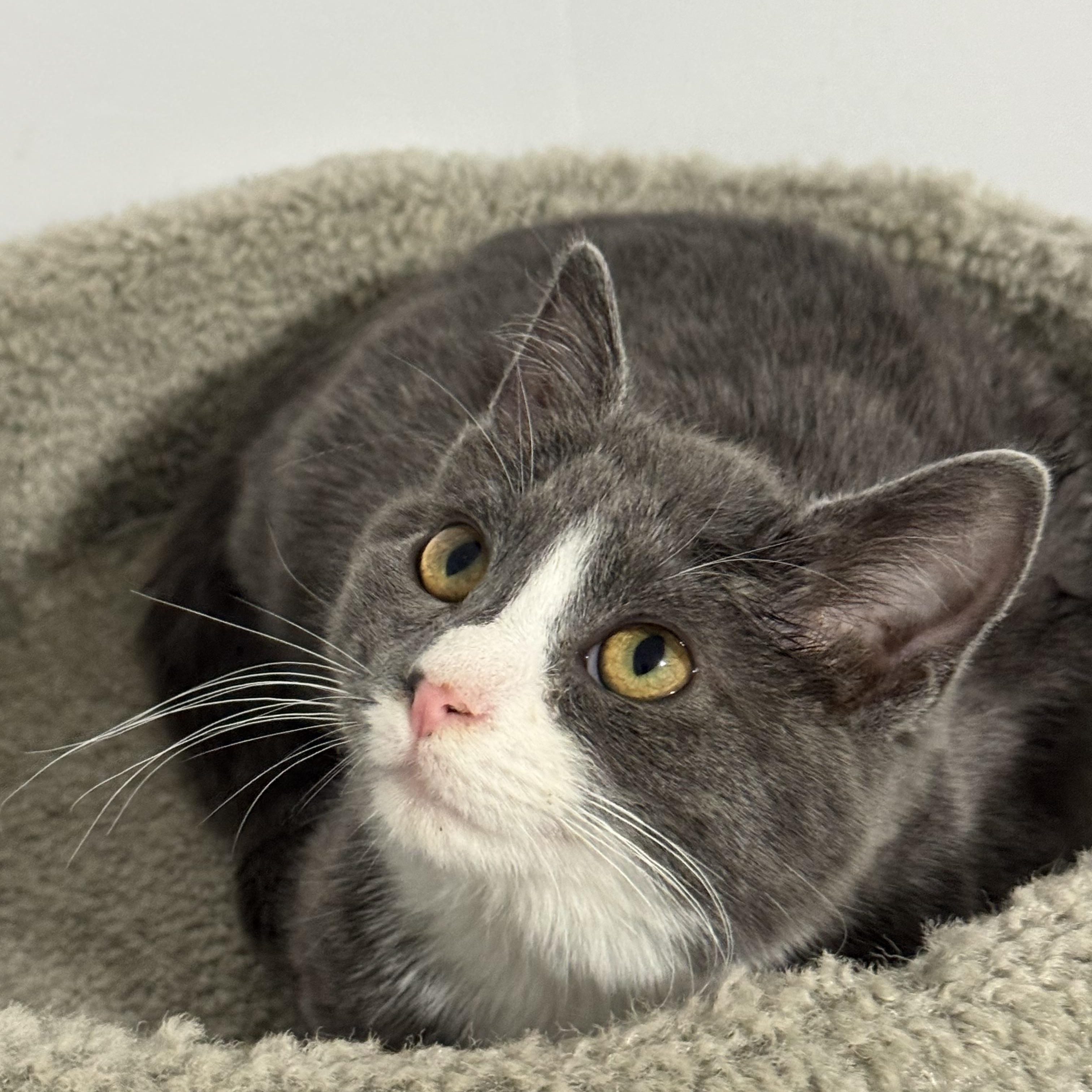 Enlarge Shadow, an adoptable American Shorthair in Wadsworth, IL image 1/5
