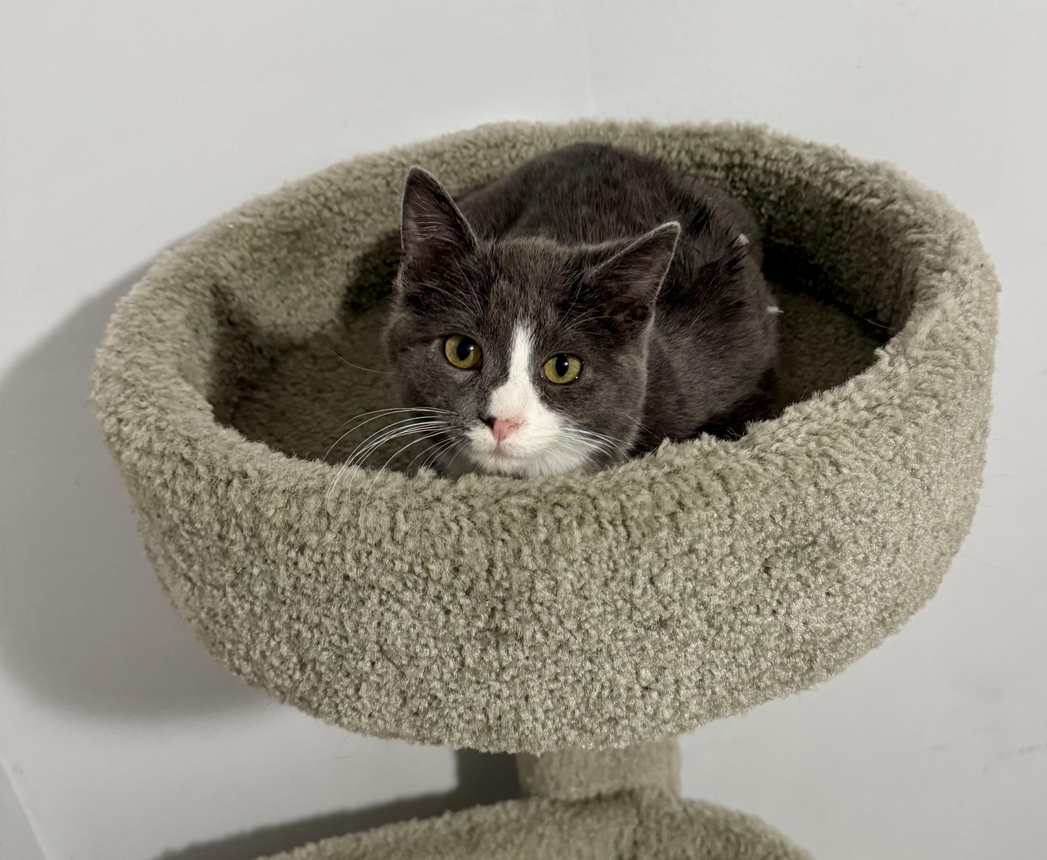Enlarge Shadow, an adoptable American Shorthair in Wadsworth, IL image 4/5
