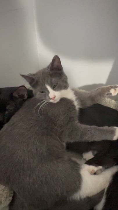 Enlarge Shadow, an adoptable American Shorthair in Wadsworth, IL video 3/5