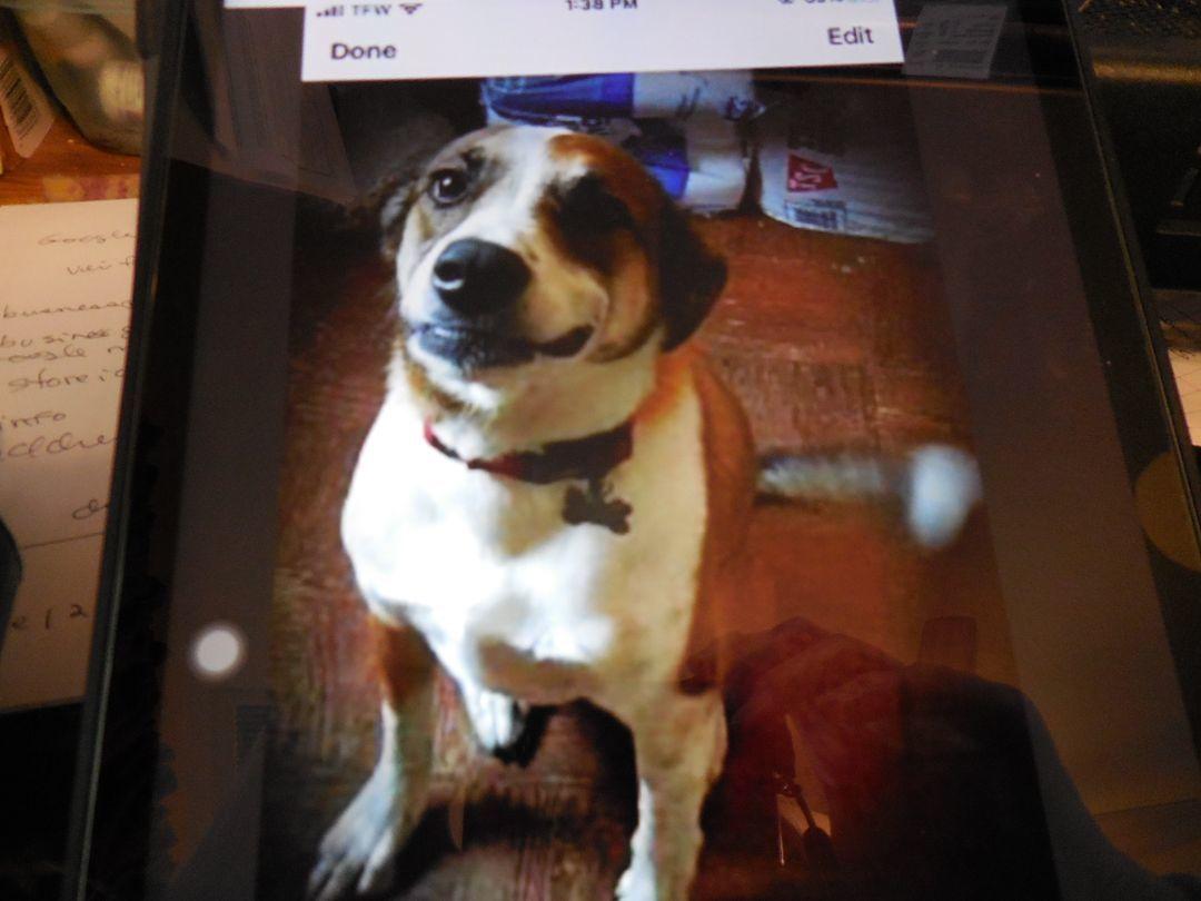 Quinten, a Adoptable mixed breed in Egg Harbor City, NJ image 1/3