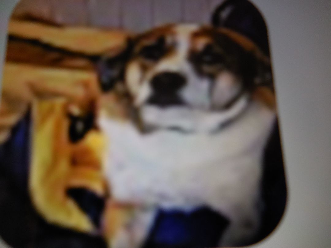 Quinten, a Adoptable mixed breed in Egg Harbor City, NJ image 1/3