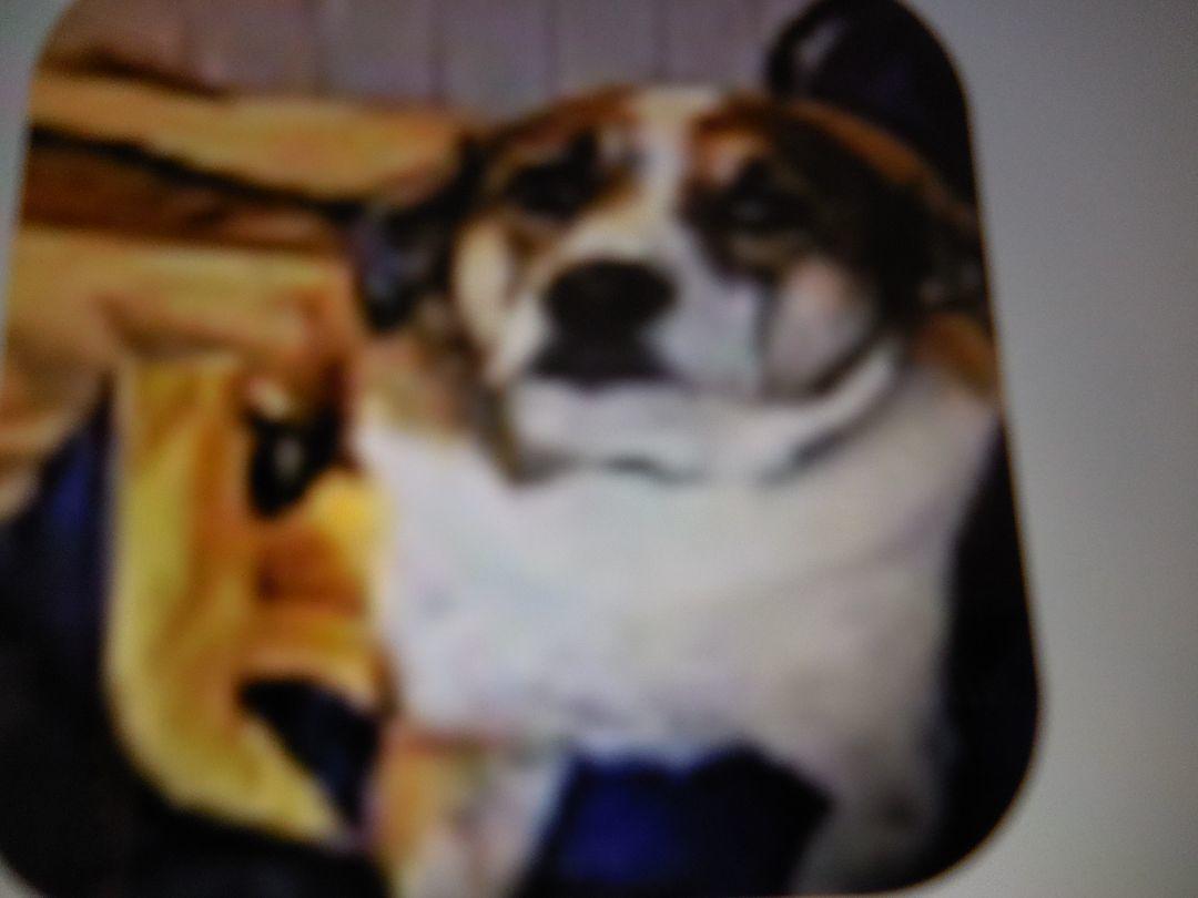 Quinten, a Adoptable mixed breed in Egg Harbor City, NJ image 2/3