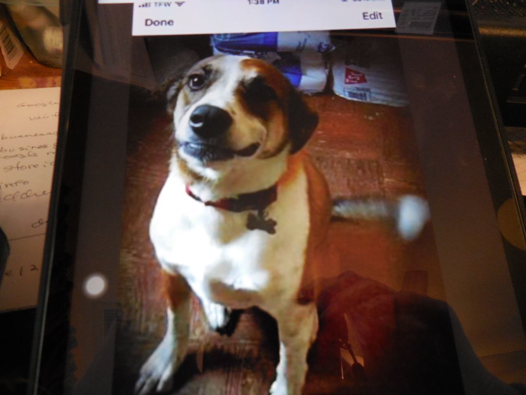 Quinten, a Adoptable mixed breed in Egg Harbor City, NJ image 2/3