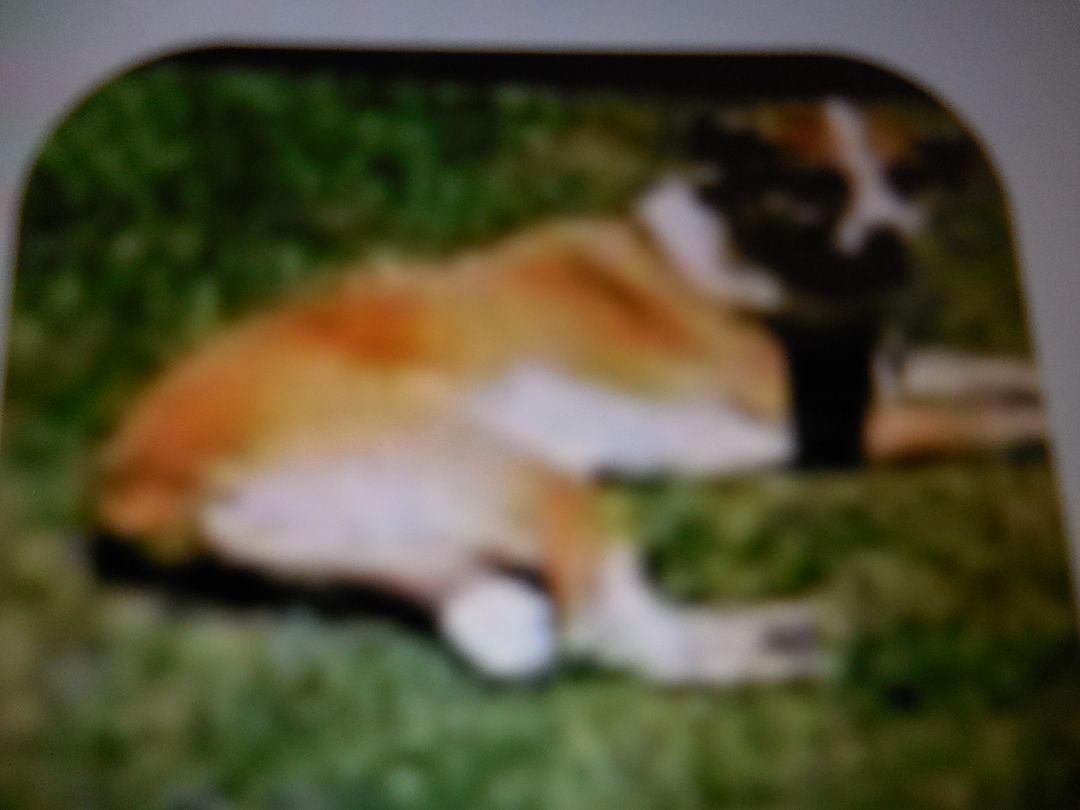 Quinten, a Adoptable mixed breed in Egg Harbor City, NJ image 3/3