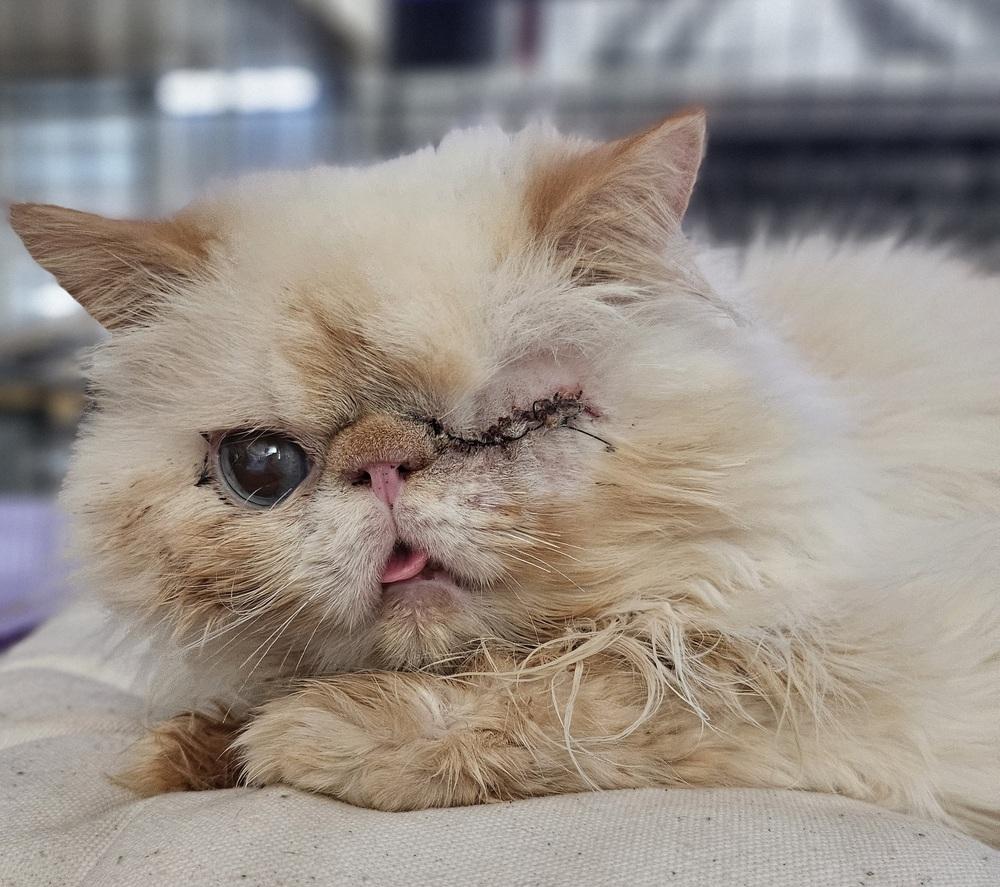 Sunny, a Adoptable Persian in Manteca, CA image 1/6