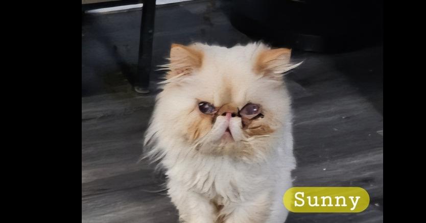 Sunny, a Adoptable Persian in Manteca, CA image 2/6
