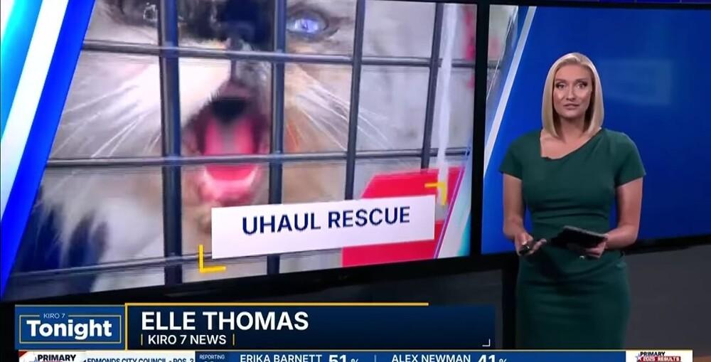 Sunny, a Adoptable Persian in Manteca, CA image 3/6