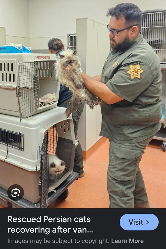 Sunny, a Adoptable Persian in Manteca, CA image 4/6