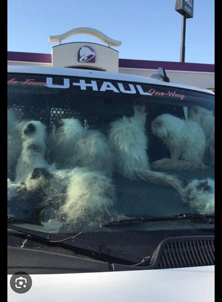 Sunny, a Adoptable Persian in Manteca, CA image 5/6