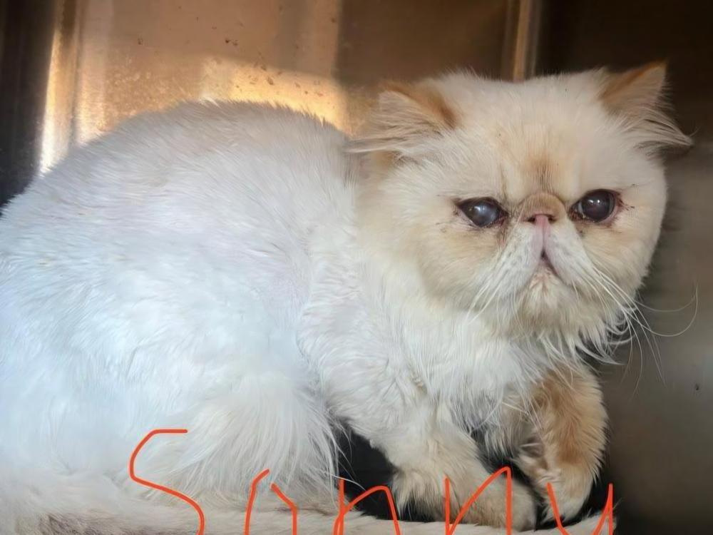 Sunny, a Adoptable Persian in Manteca, CA image 6/6