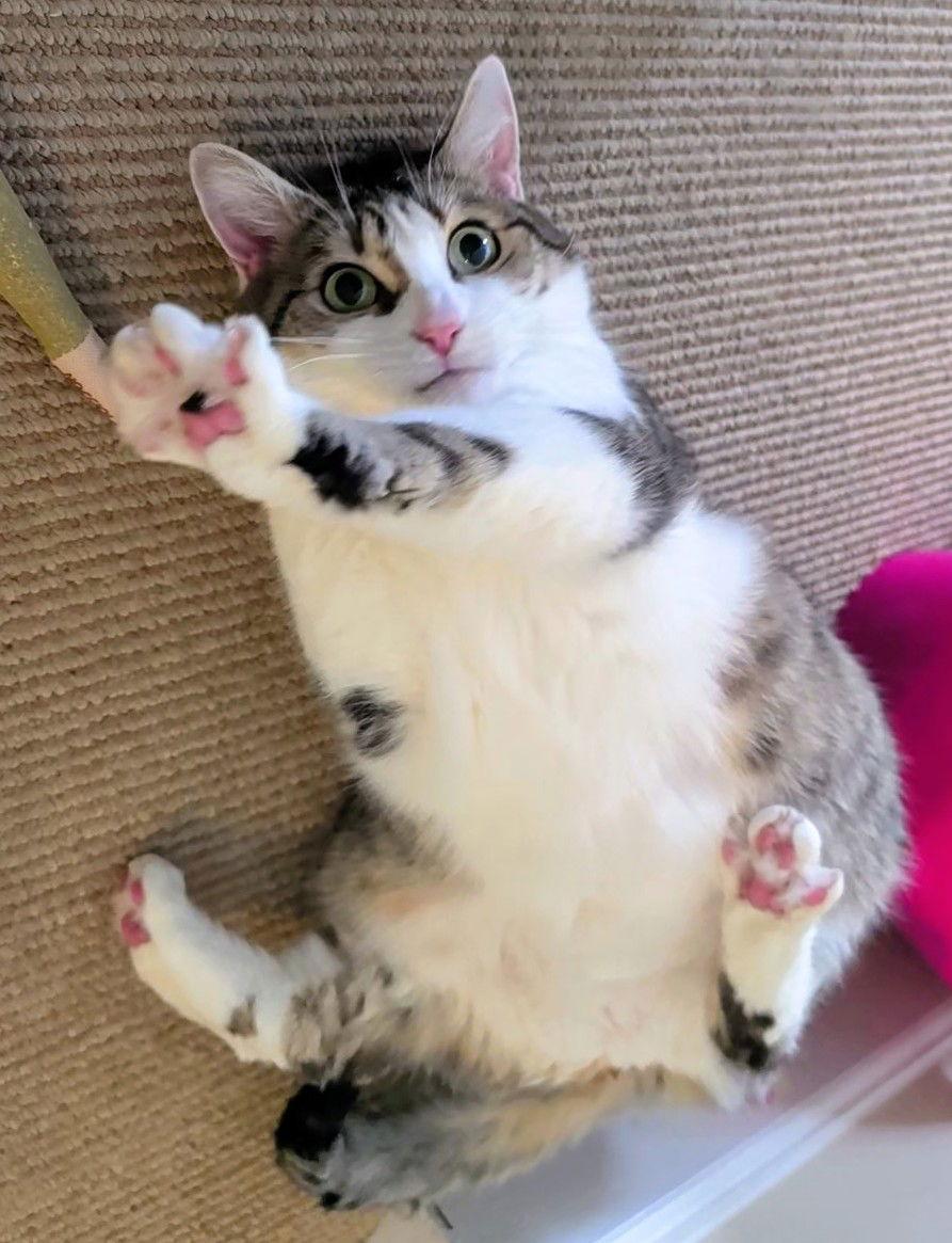 Peggy aka Patience, a Adoptable Domestic Short Hair in Philadelphia, PA image 1/3