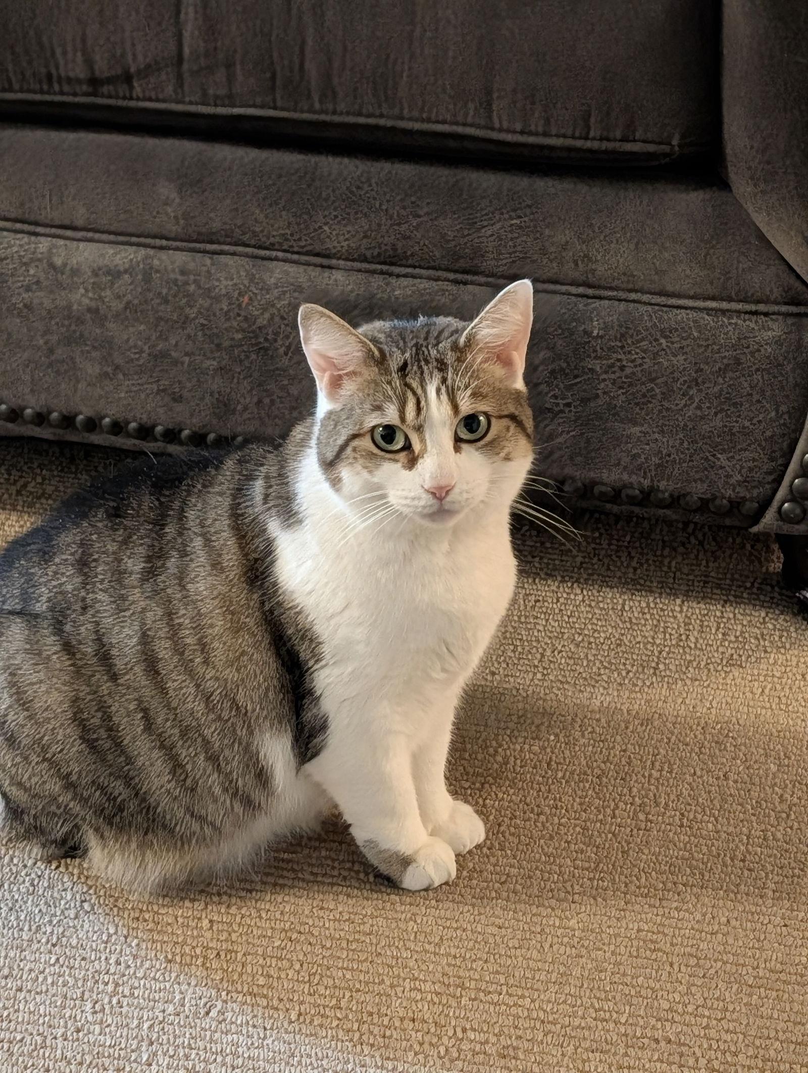 Peggy aka Patience, a Adoptable Domestic Short Hair in Philadelphia, PA image 3/3