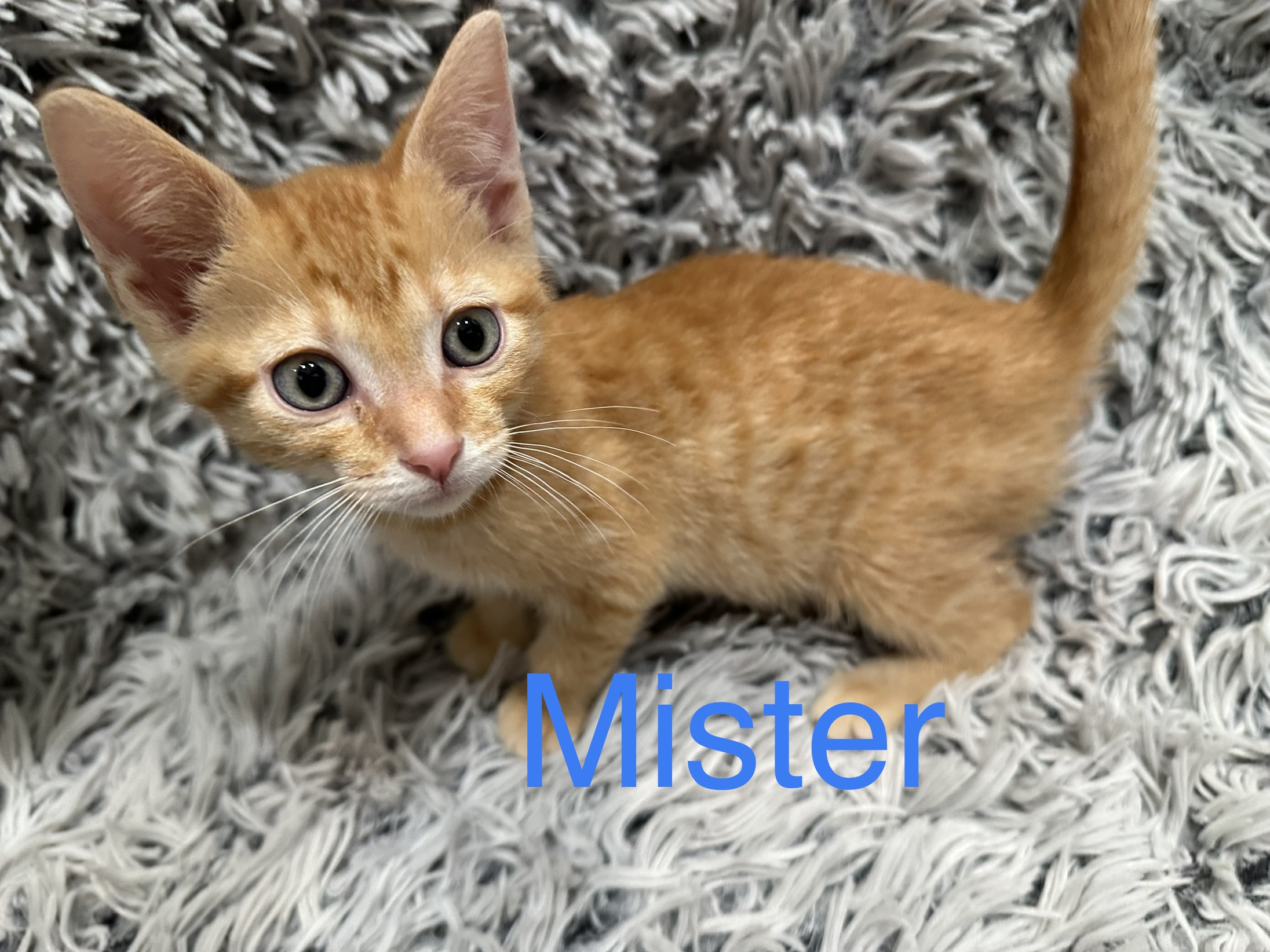 Mister, Adopted, Kitten Male Domestic Short Hair.