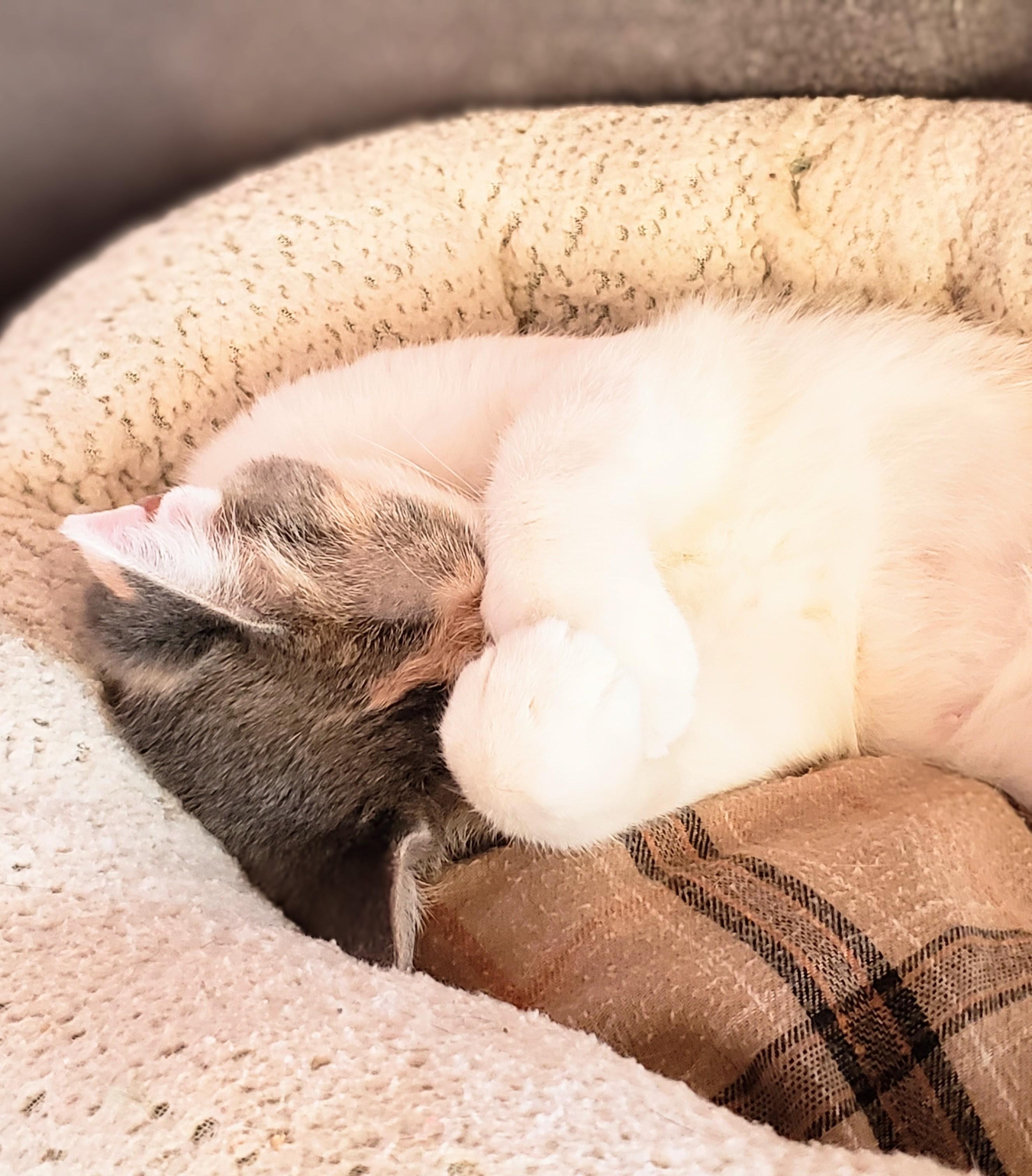 Dumplin' — thumbnail 2