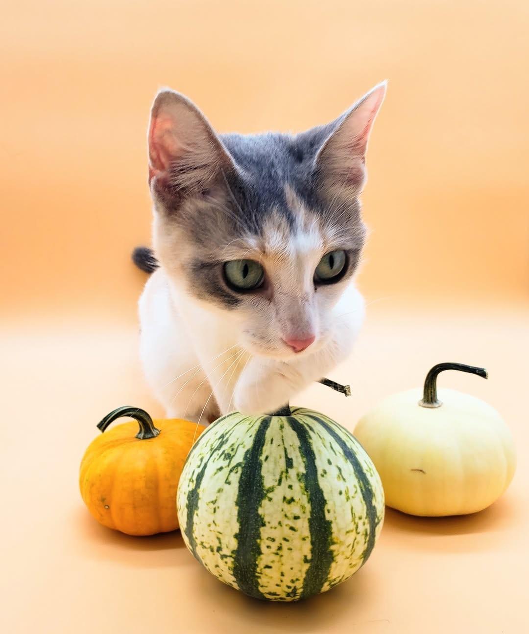 Dumplin' — thumbnail 5