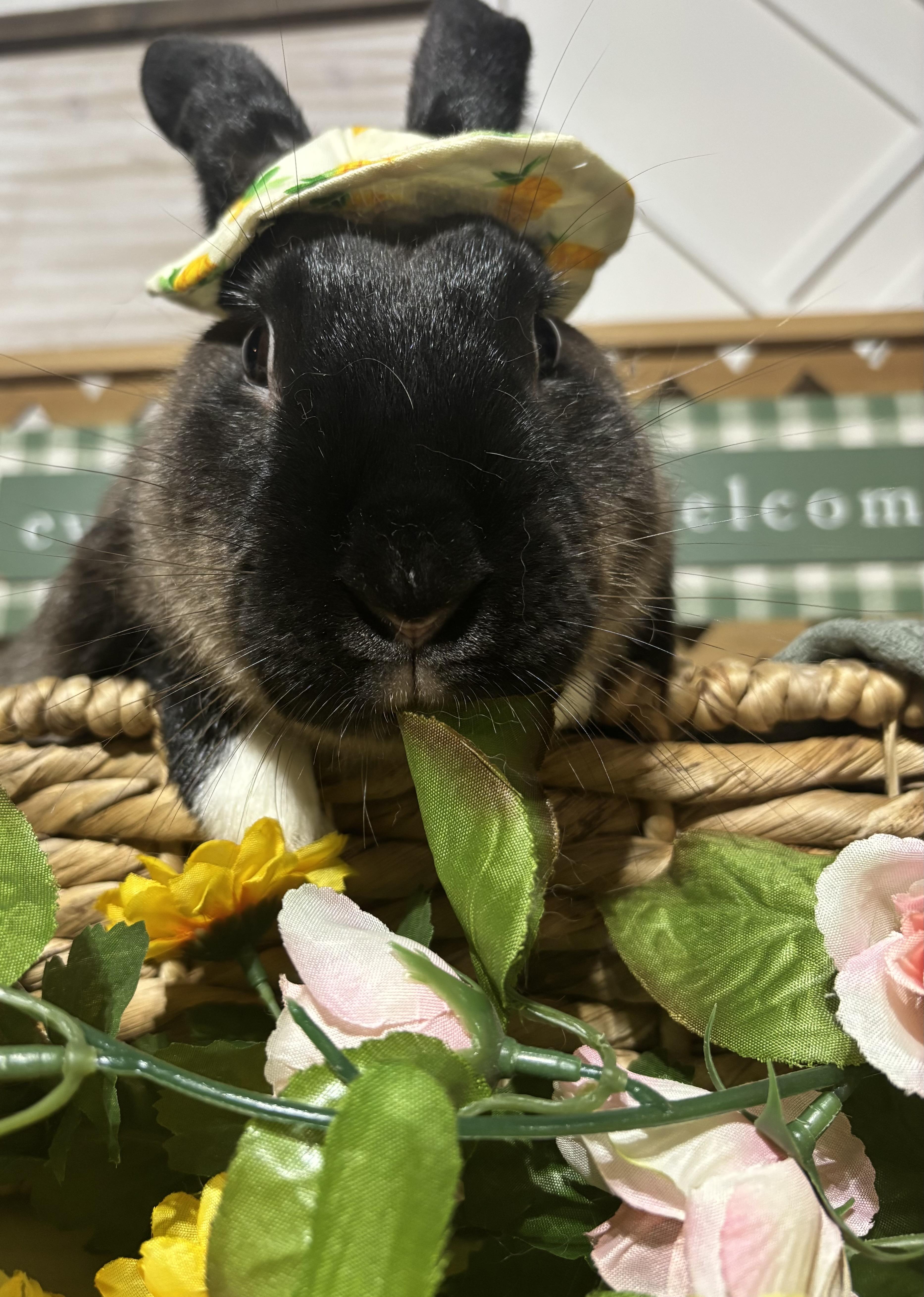 Enlarge Horchata: video!!, a ADOPTABLE American Sable in Edinburg, PA image 5/6