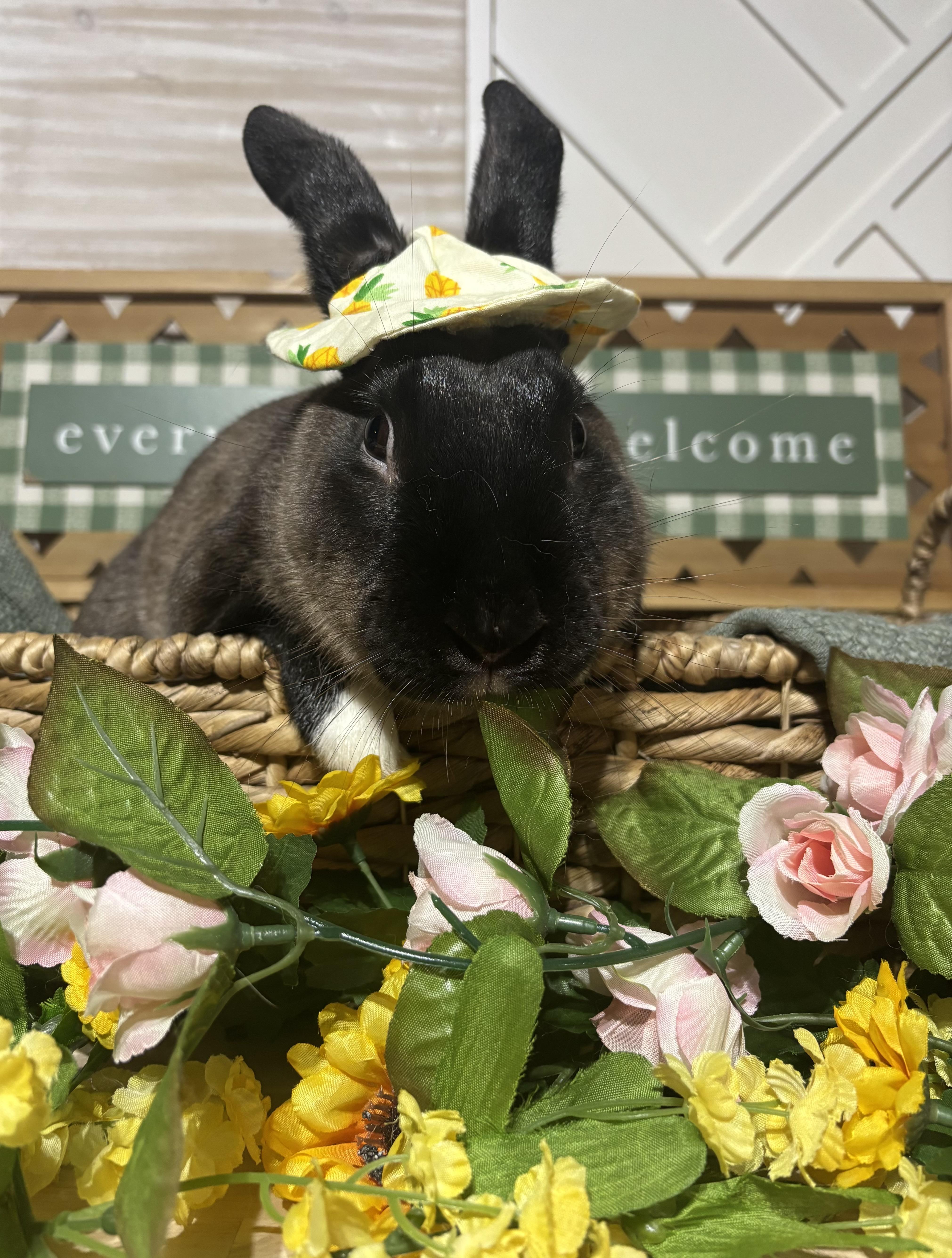 Enlarge Horchata: video!!, a ADOPTABLE American Sable in Edinburg, PA image 3/6