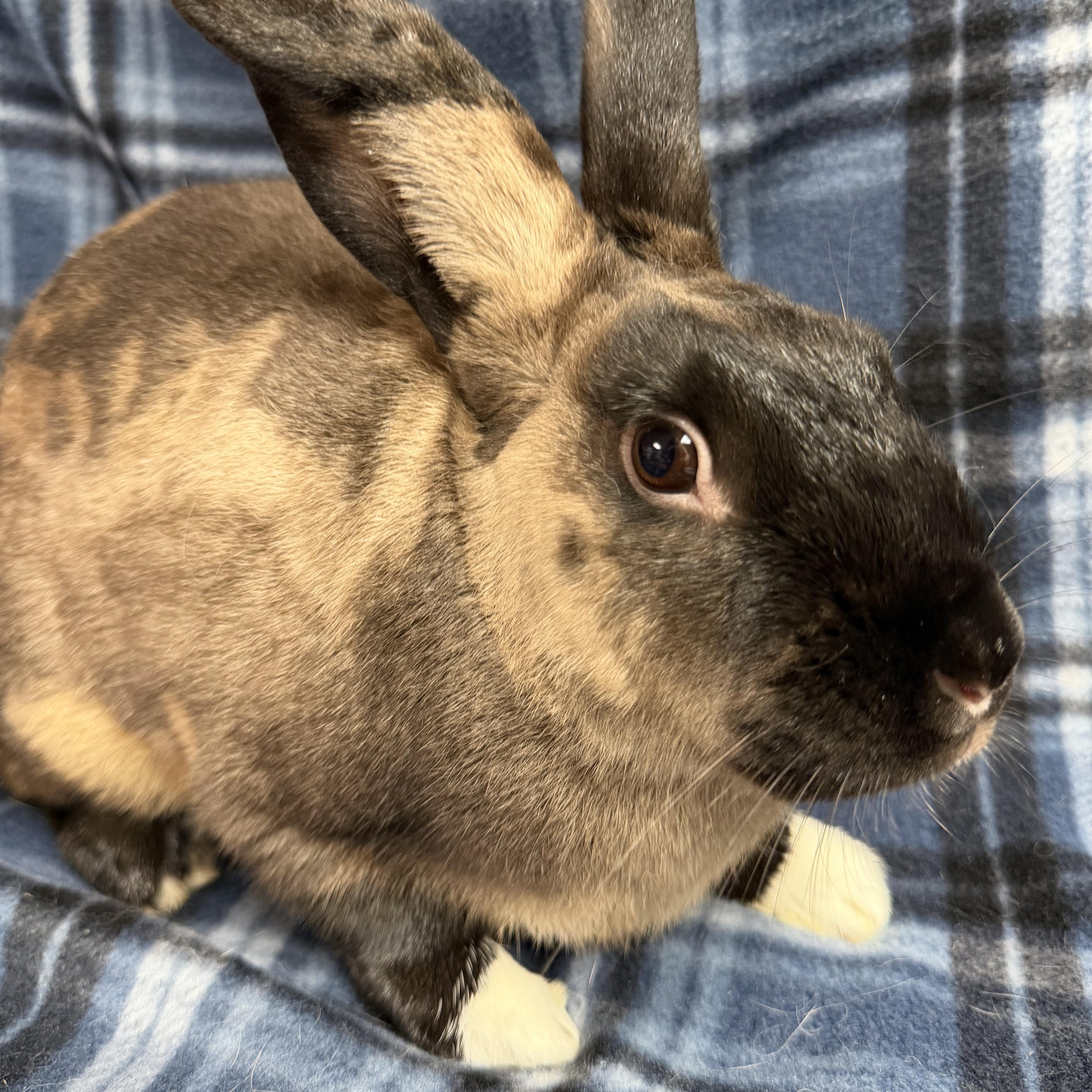 Enlarge Horchata: video!!, a ADOPTABLE American Sable in Edinburg, PA image 2/6