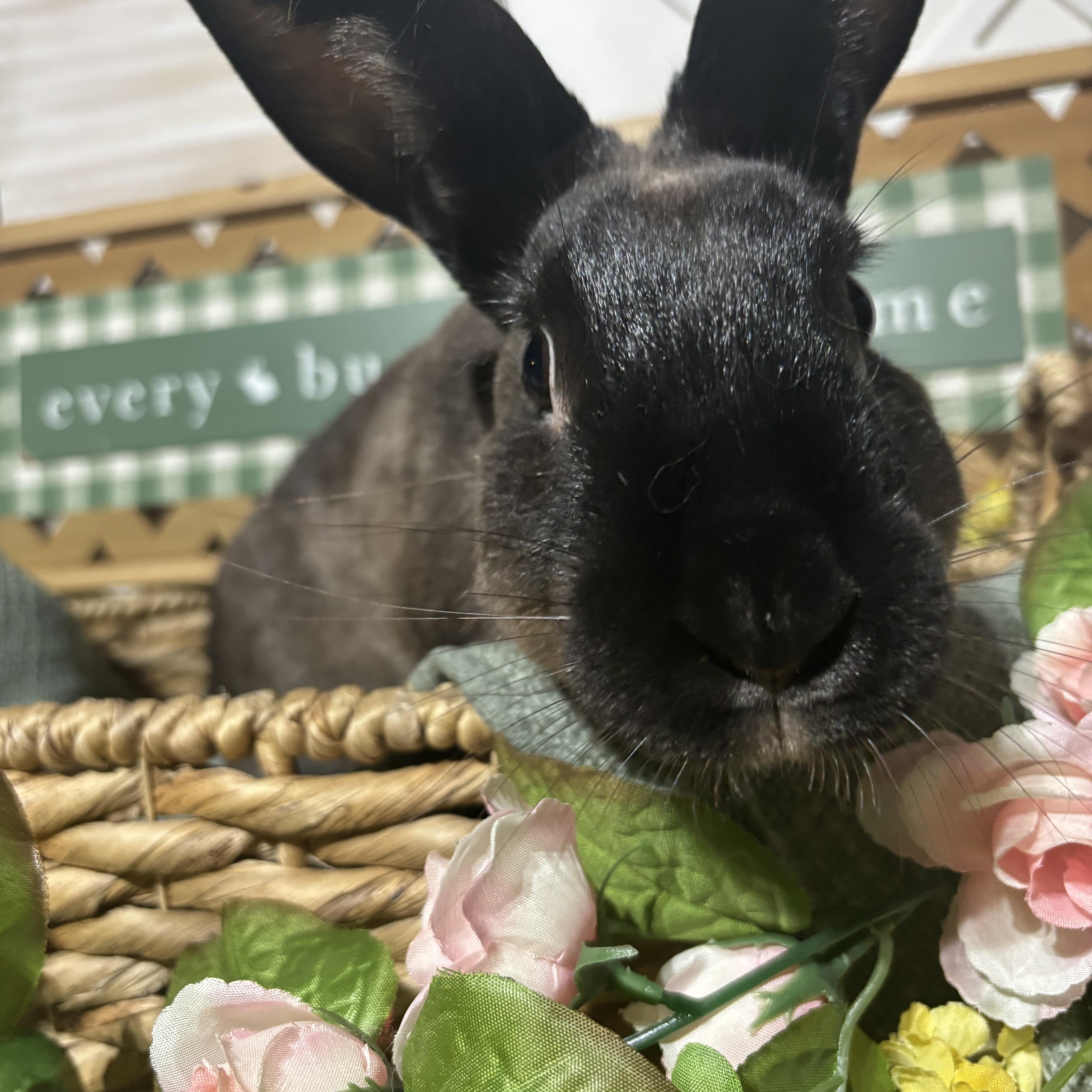 Enlarge Horchata: video!!, a ADOPTABLE American Sable in Edinburg, PA image 4/6