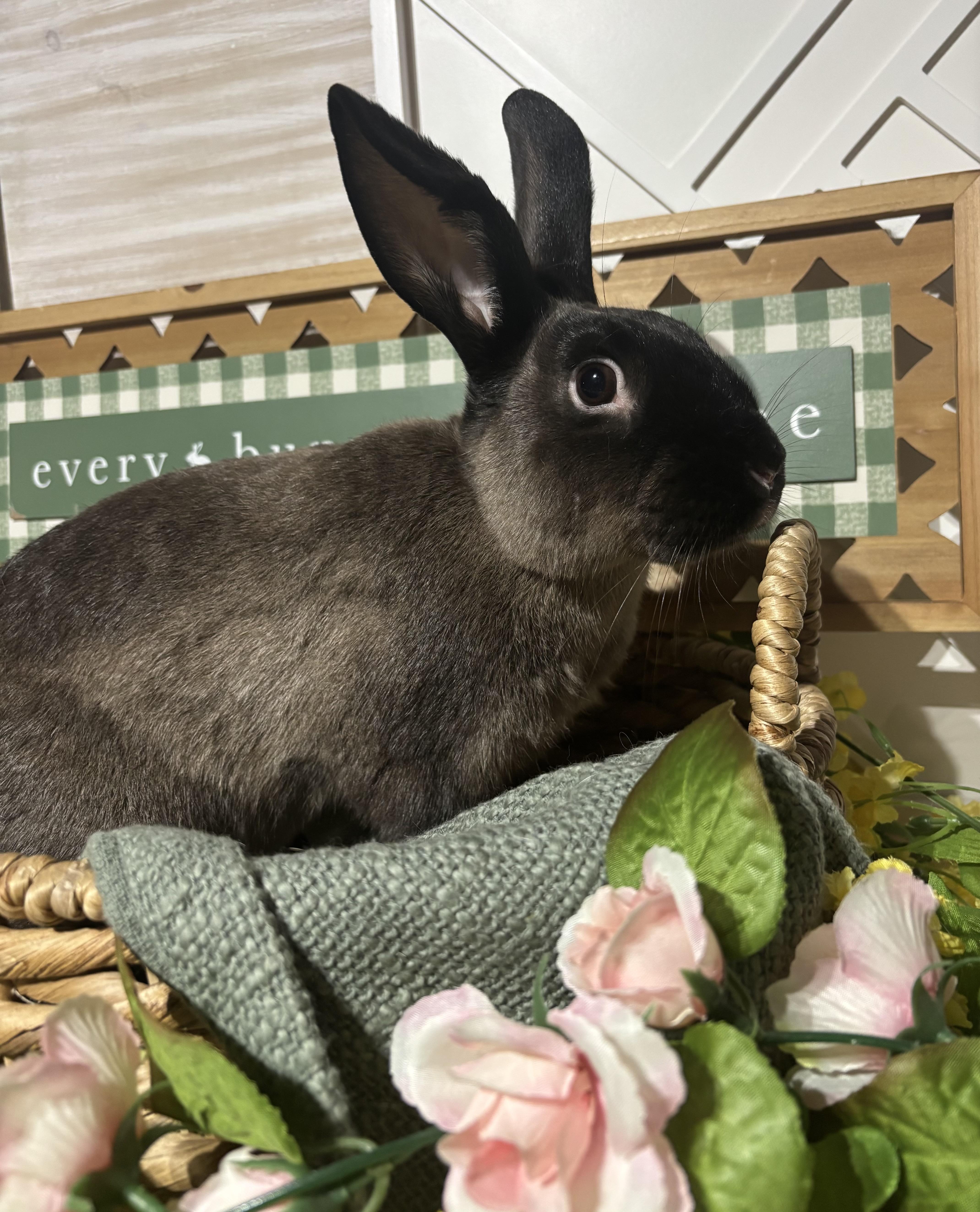 Horchata: video!!, ADOPTABLE, Young Male American Sable.