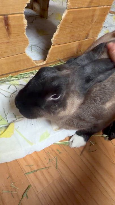 Enlarge Horchata: video!!, a ADOPTABLE American Sable in Edinburg, PA video 6/6