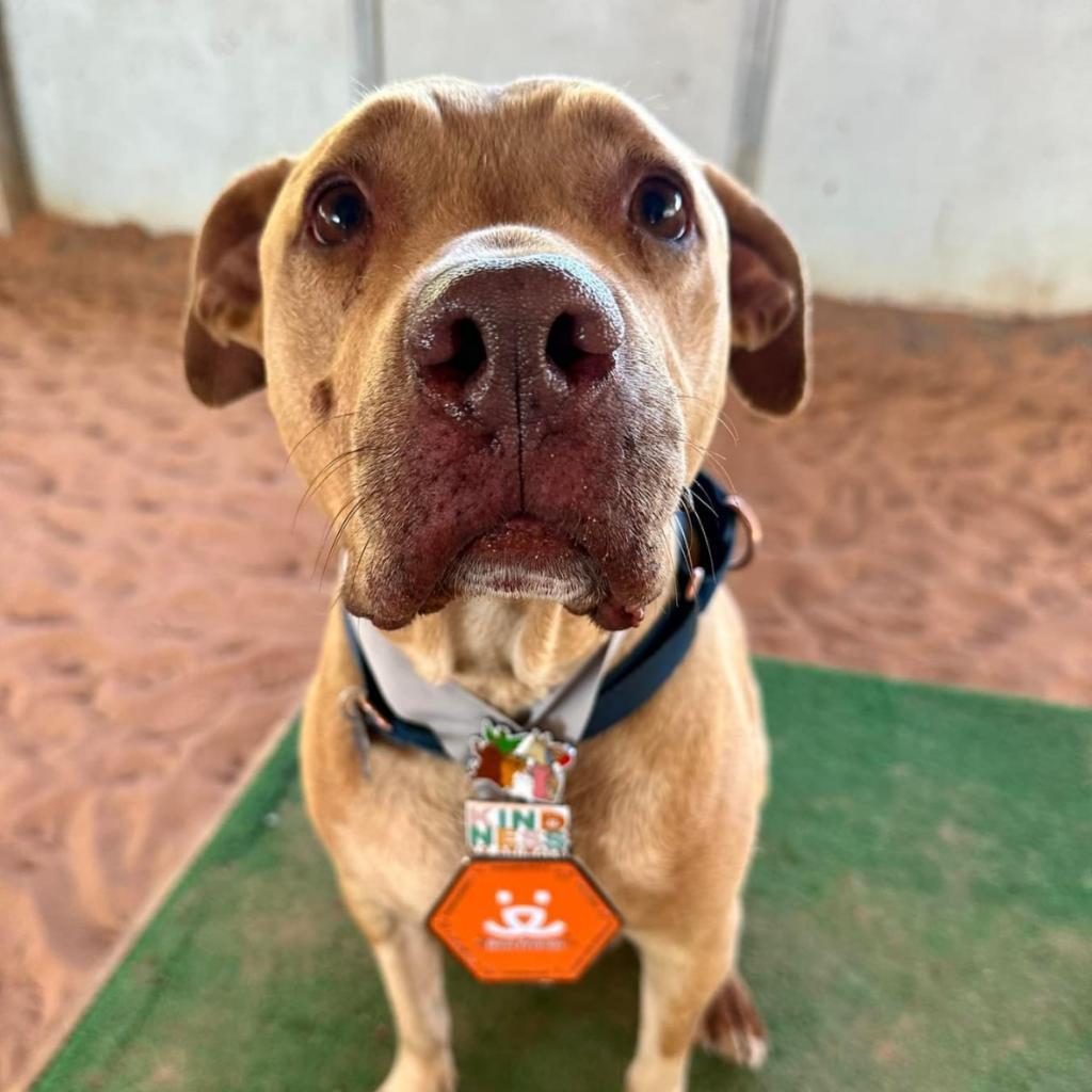 Rico, Adoptable, Senior Male Pit Bull Terrier.