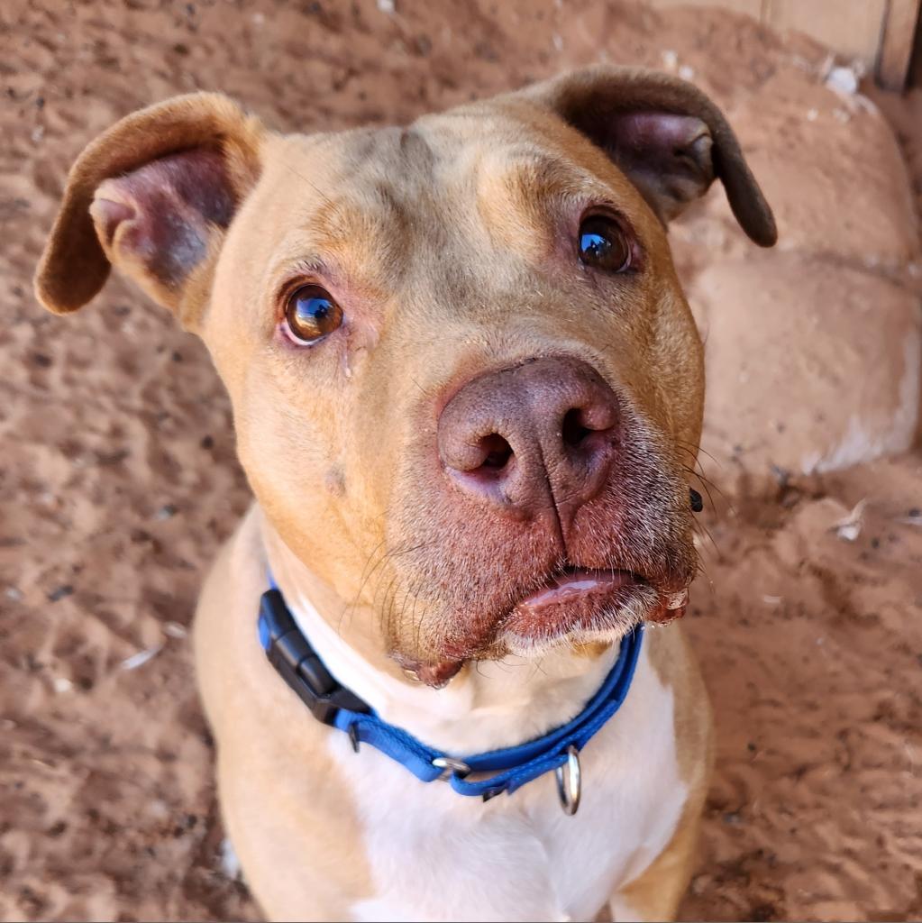 Rico, a Adoptable mixed breed in Kanab, UT image 2/6