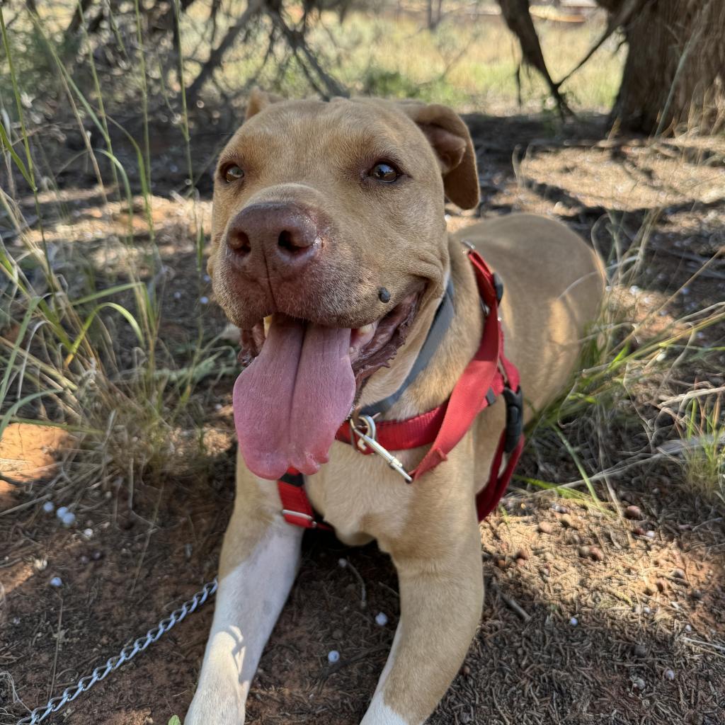 Rico, a Adoptable mixed breed in Kanab, UT image 3/6