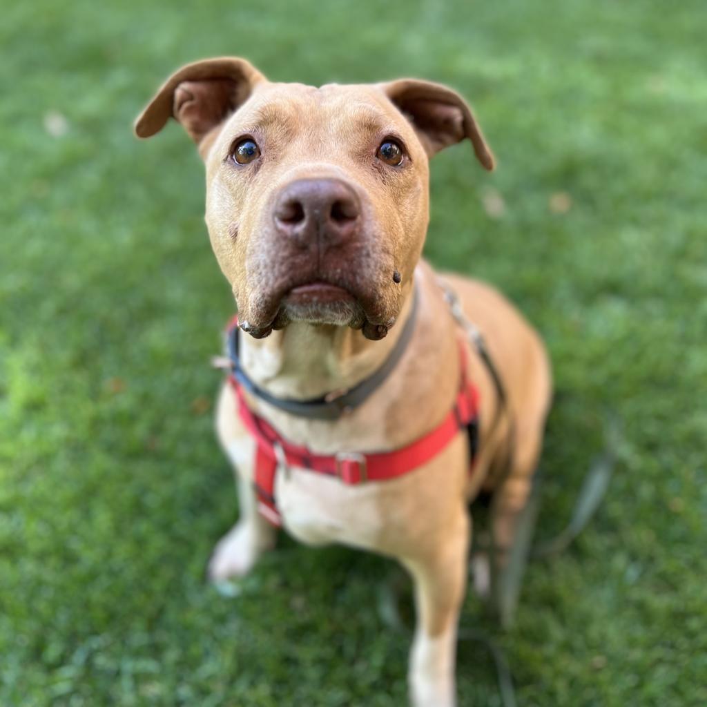Rico, a Adoptable mixed breed in Kanab, UT image 4/6