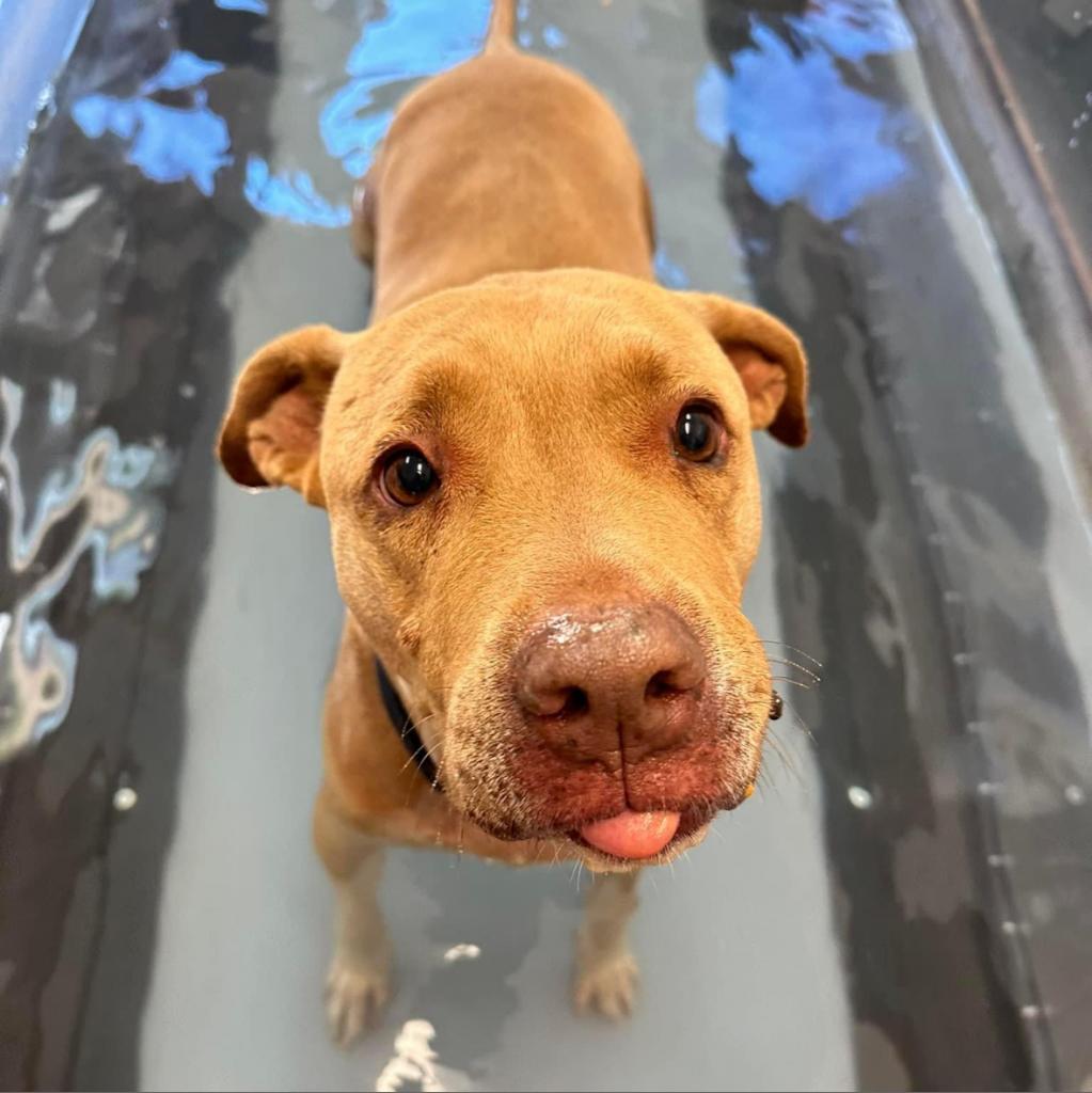 Rico, a Adoptable mixed breed in Kanab, UT image 5/6