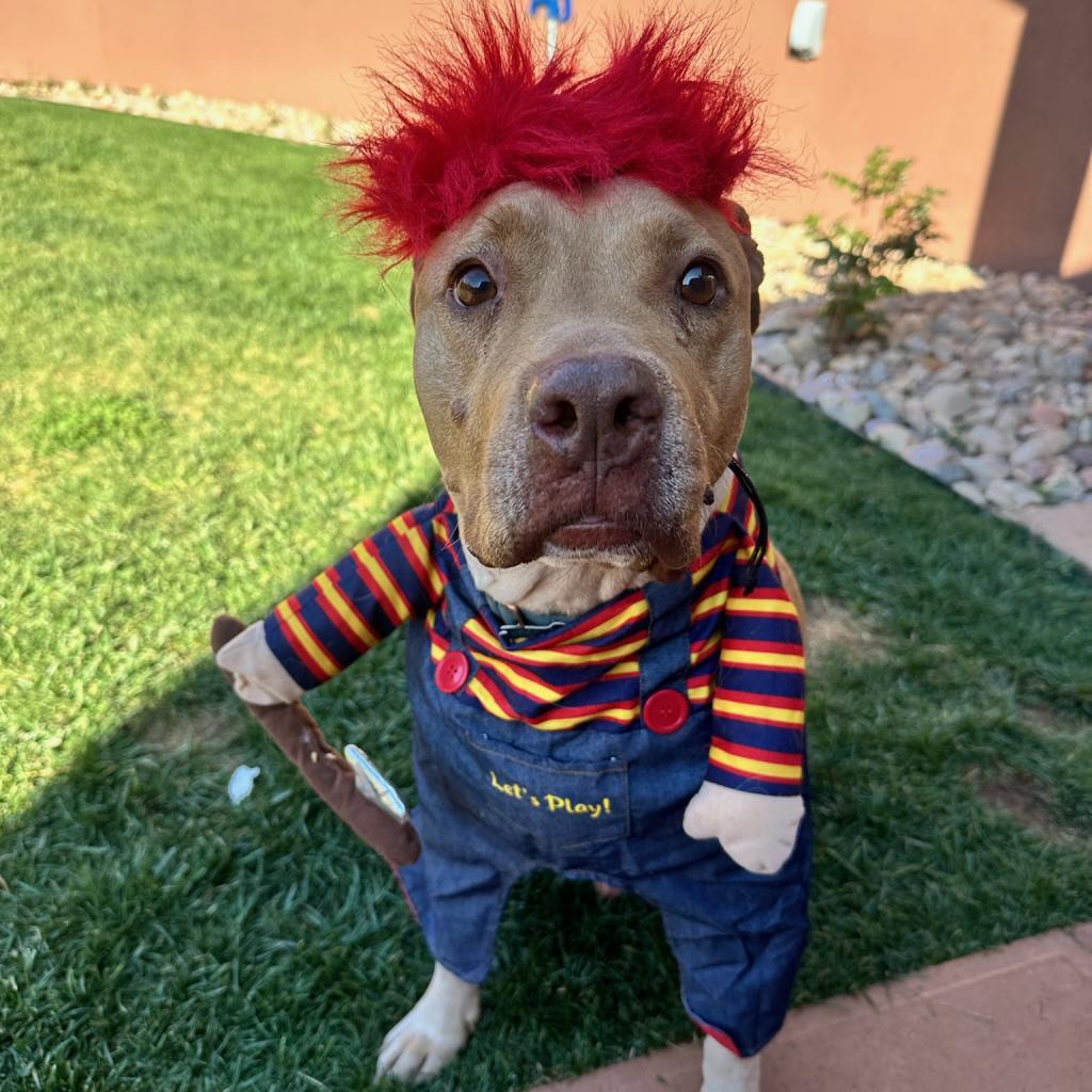 Rico, a Adoptable mixed breed in Kanab, UT image 6/6